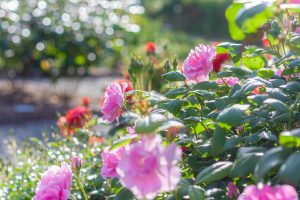 南部丘陵公園、バラ、6月夏の花、三重県津市の観光・撮影スポットの画像と写真