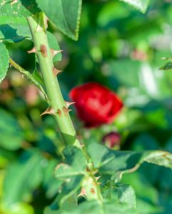 南部丘陵公園、バラ、6月夏の花、三重県津市の観光・撮影スポットの画像と写真