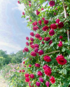 南部丘陵公園、バラ、6月夏の花、三重県津市の観光・撮影スポットの画像と写真