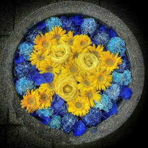 南宮大社、あじさい、6月夏の花、岐阜県不破郡の観光・撮影スポットの画像と写真