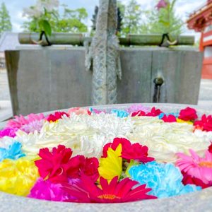 南宮大社、あじさい、6月夏の花、岐阜県不破郡の観光・撮影スポットの画像と写真