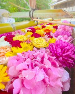 南宮大社、あじさい、6月夏の花、岐阜県不破郡の観光・撮影スポットの画像と写真