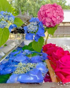 南宮大社、あじさい、6月夏の花、岐阜県不破郡の観光・撮影スポットの画像と写真