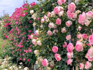 西尾憩の農園、バラ、5月夏の花、愛知県西尾市の観光・撮影スポットの画像と写真