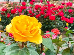 西尾憩の農園、バラ、5月夏の花、愛知県西尾市の観光・撮影スポットの画像と写真