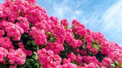 西尾憩の農園、バラ、5月夏の花、愛知県西尾市の観光・撮影スポットの画像と写真
