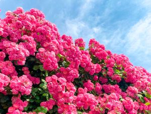 西尾憩の農園、バラ、5月夏の花、愛知県西尾市の観光・撮影スポットの画像と写真