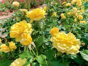 西尾憩の農園、バラ、5月夏の花、愛知県西尾市の観光・撮影スポットの画像と写真