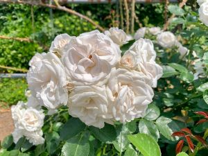 西尾憩の農園、バラ、5月夏の花、愛知県西尾市の観光・撮影スポットの画像と写真