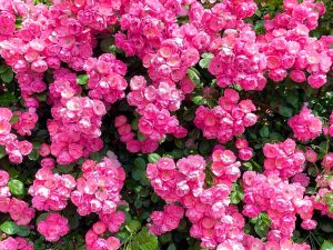 西尾憩の農園、バラ、5月夏の花、愛知県西尾市の観光・撮影スポットの画像と写真