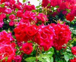 西尾憩の農園、バラ、5月夏の花、愛知県西尾市の観光・撮影スポットの画像と写真