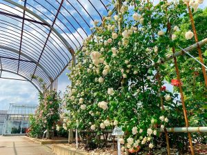 西尾憩の農園、バラ、5月夏の花、愛知県西尾市の観光・撮影スポットの画像と写真