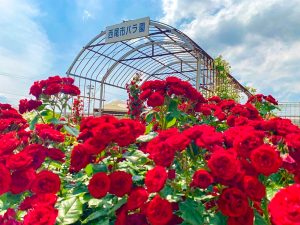 西尾憩の農園、バラ、5月夏の花、愛知県西尾市の観光・撮影スポットの画像と写真