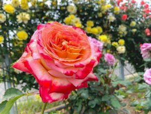 西尾憩の農園、バラ、5月夏の花、愛知県西尾市の観光・撮影スポットの画像と写真