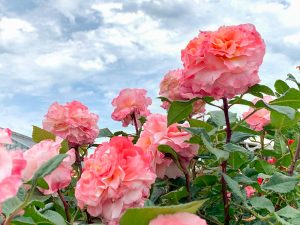 西尾憩の農園、バラ、5月夏の花、愛知県西尾市の観光・撮影スポットの画像と写真