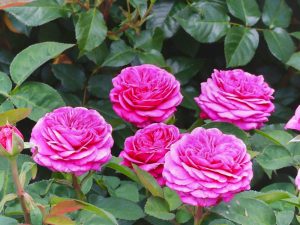 西尾憩の農園、バラ、5月夏の花、愛知県西尾市の観光・撮影スポットの画像と写真