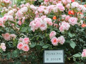 西尾憩の農園、バラ、5月夏の花、愛知県西尾市の観光・撮影スポットの画像と写真