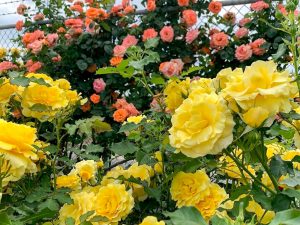 西尾憩の農園、バラ、5月夏の花、愛知県西尾市の観光・撮影スポットの画像と写真