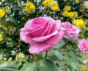 西尾憩の農園、バラ、5月夏の花、愛知県西尾市の観光・撮影スポットの画像と写真