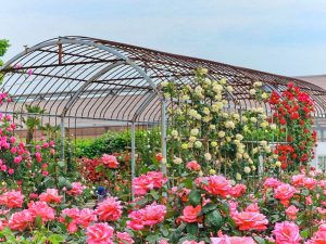 西尾憩の農園、バラ、5月夏の花、愛知県西尾市の観光・撮影スポットの画像と写真