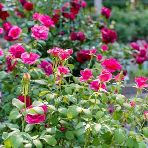 西山公園、バラ、5月夏の花、愛知県豊田市の観光・撮影スポットの画像と写真