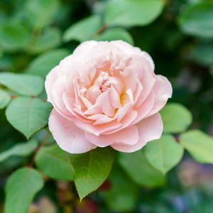 西山公園、バラ、5月夏の花、愛知県豊田市の観光・撮影スポットの画像と写真
