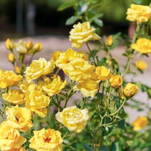西山公園、バラ、5月夏の花、愛知県豊田市の観光・撮影スポットの画像と写真