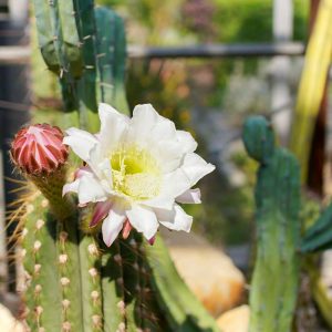 西山公園、バラ、5月夏の花、愛知県豊田市の観光・撮影スポットの画像と写真