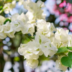 西山公園、バラ、5月夏の花、愛知県豊田市の観光・撮影スポットの画像と写真