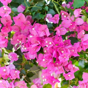 西山公園、バラ、5月夏の花、愛知県豊田市の観光・撮影スポットの画像と写真