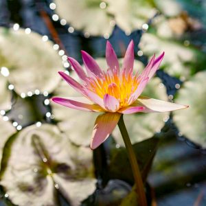西山公園、バラ、5月夏の花、愛知県豊田市の観光・撮影スポットの画像と写真