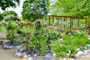 西山公園、バラ、6月夏の花、愛知県豊田市の観光・撮影スポットの画像と写真