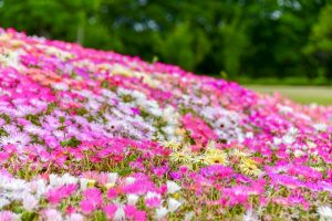 西山公園、6月夏の花、愛知県豊田市の観光・撮影スポットの画像と写真