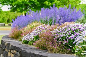 西山公園、6月夏の花、愛知県豊田市の観光・撮影スポットの画像と写真