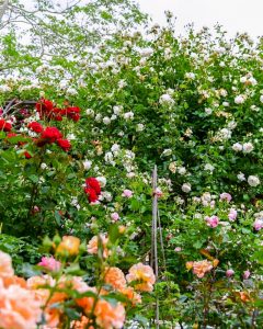 西山公園、バラ、6月夏の花、愛知県豊田市の観光・撮影スポットの画像と写真西山公園、バラ、6月夏の花、愛知県豊田市の観光・撮影スポットの画像と写真西山公園、バラ、6月夏の花、愛知県豊田市の観光・撮影スポットの画像と写真西山公園、バラ、6月夏の花、愛知県豊田市の観光・撮影スポットの画像と写真西山公園、バラ、6月夏の花、愛知県豊田市の観光・撮影スポットの画像と写真西山公園、バラ、6月夏の花、愛知県豊田市の観光・撮影スポットの画像と写真西山公園、バラ、6月夏の花、愛知県豊田市の観光・撮影スポットの画像と写真