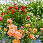 西山公園、バラ、6月夏の花、愛知県豊田市の観光・撮影スポットの画像と写真