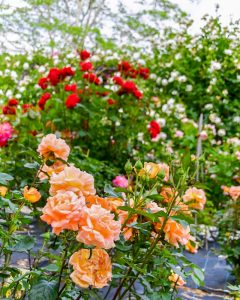 西山公園、バラ、6月夏の花、愛知県豊田市の観光・撮影スポットの画像と写真