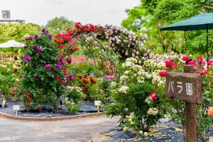 西山公園、バラ、6月夏の花、愛知県豊田市の観光・撮影スポットの画像と写真
