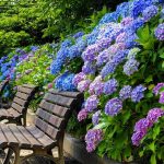 のんほいパーク-豊橋総合動植物公園、あじさい、6月夏の花、愛知県豊橋市の観光・撮影スポットの画像と写真