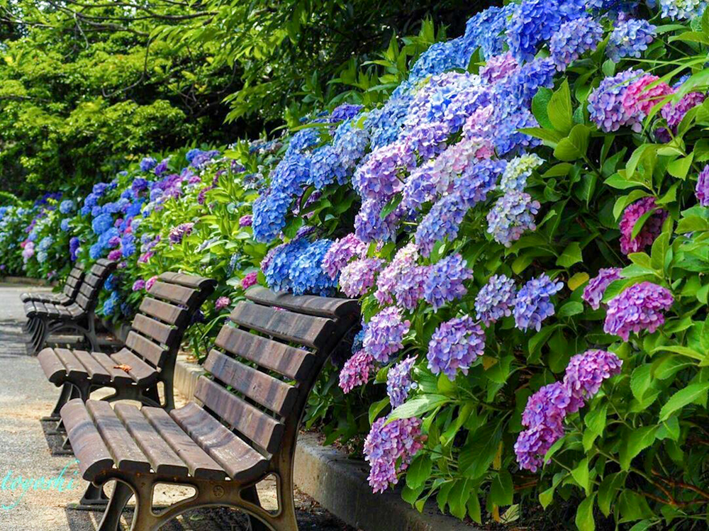 のんほいパーク-豊橋総合動植物公園、あじさい、6月夏の花、愛知県豊橋市の観光・撮影スポットの画像と写真