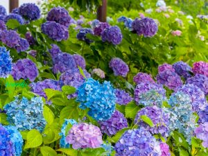 のんほいパーク-豊橋総合動植物公園、あじさい、6月夏の花、愛知県豊橋市の観光・撮影スポットの画像と写真