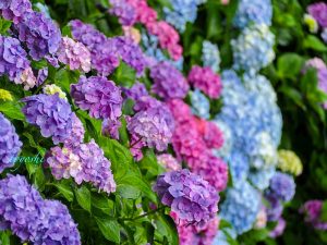 のんほいパーク-豊橋総合動植物公園、あじさい、6月夏の花、愛知県豊橋市の観光・撮影スポットの画像と写真