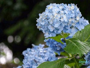 のんほいパーク-豊橋総合動植物公園、あじさい、6月夏の花、愛知県豊橋市の観光・撮影スポットの画像と写真