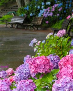 のんほいパーク-豊橋総合動植物公園、あじさい、6月夏の花、愛知県豊橋市の観光・撮影スポットの画像と写真