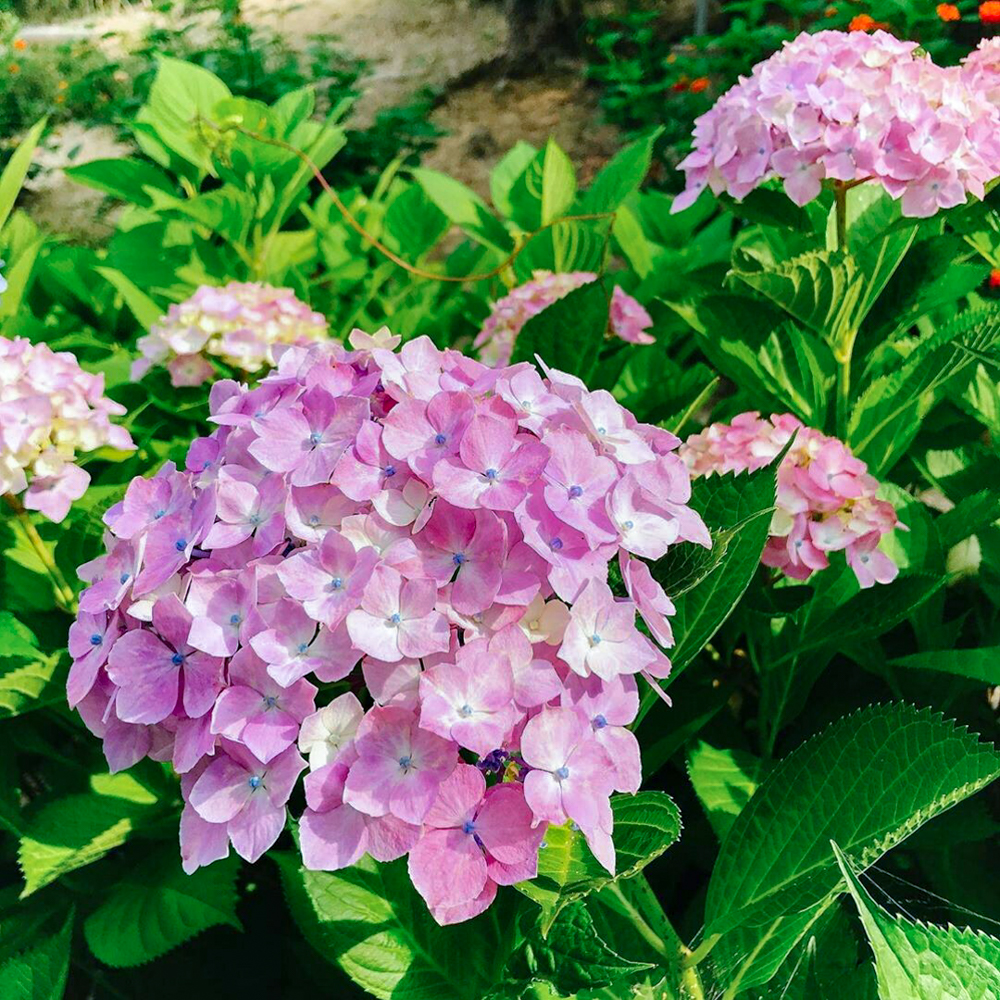 おだい公園、あじさい、6月夏の花、愛知県知多郡東浦町の観光・撮影スポットの画像と写真