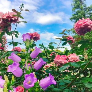 おだい公園、バラ、5月の夏の花、愛知県知多郡東浦の観光・撮影スポットの画像と写真