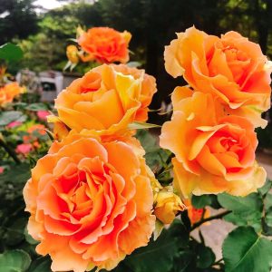 おだい公園、バラ、5月の夏の花、愛知県知多郡東浦の観光・撮影スポットの画像と写真