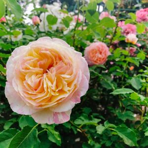 おだい公園、バラ、5月の夏の花、愛知県知多郡東浦の観光・撮影スポットの画像と写真