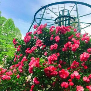 おだい公園、バラ、5月の夏の花、愛知県知多郡東浦の観光・撮影スポットの画像と写真