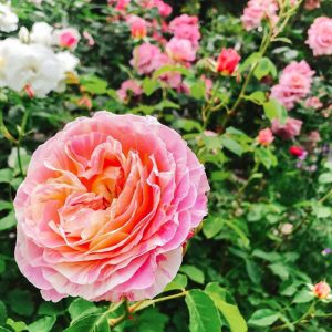 おだい公園、バラ、5月の夏の花、愛知県知多郡東浦の観光・撮影スポットの画像と写真